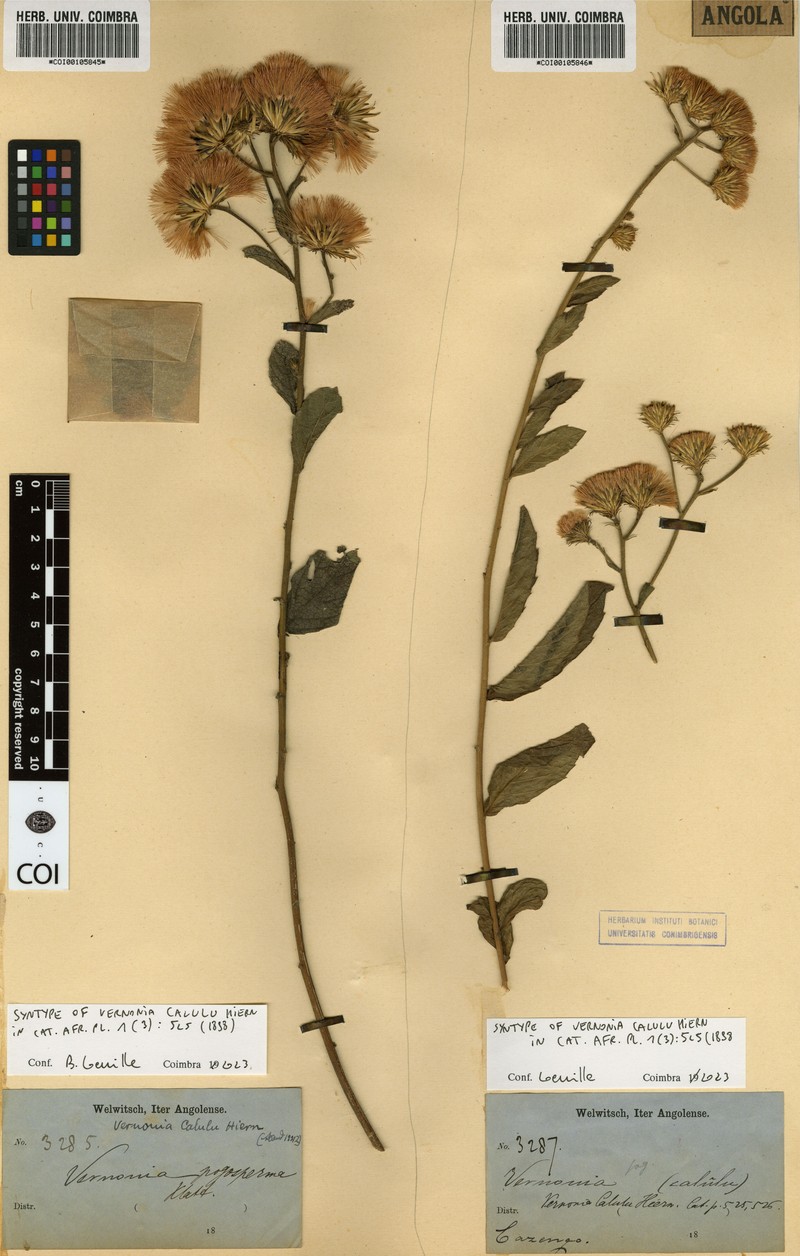 Vernonia calulu photo 3