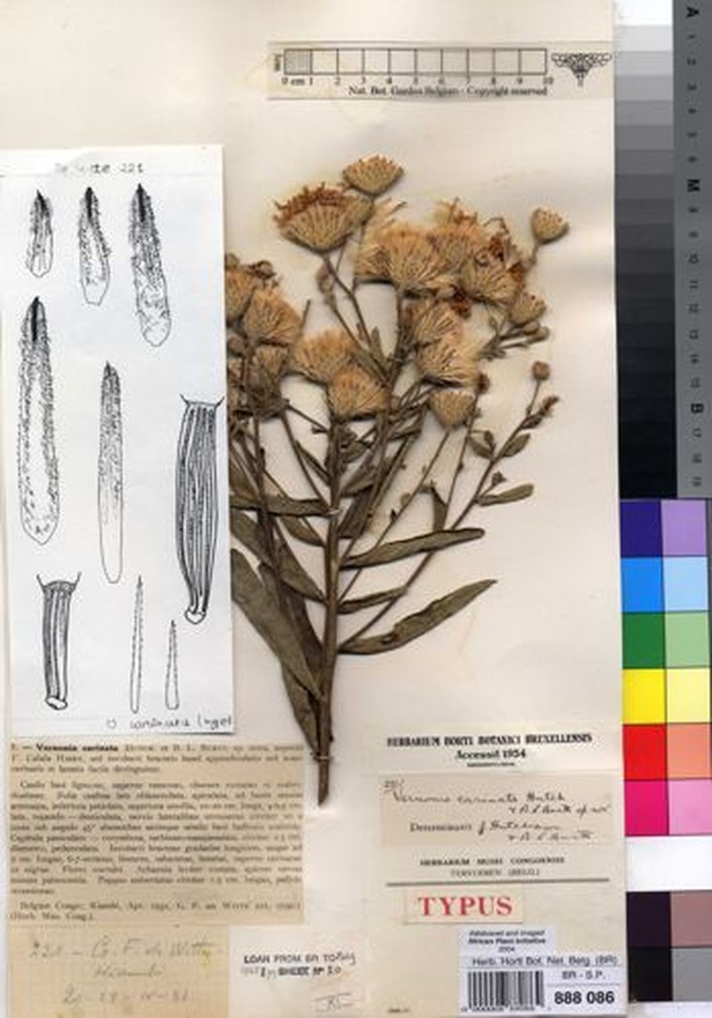 Vernonia calulu var. carinata