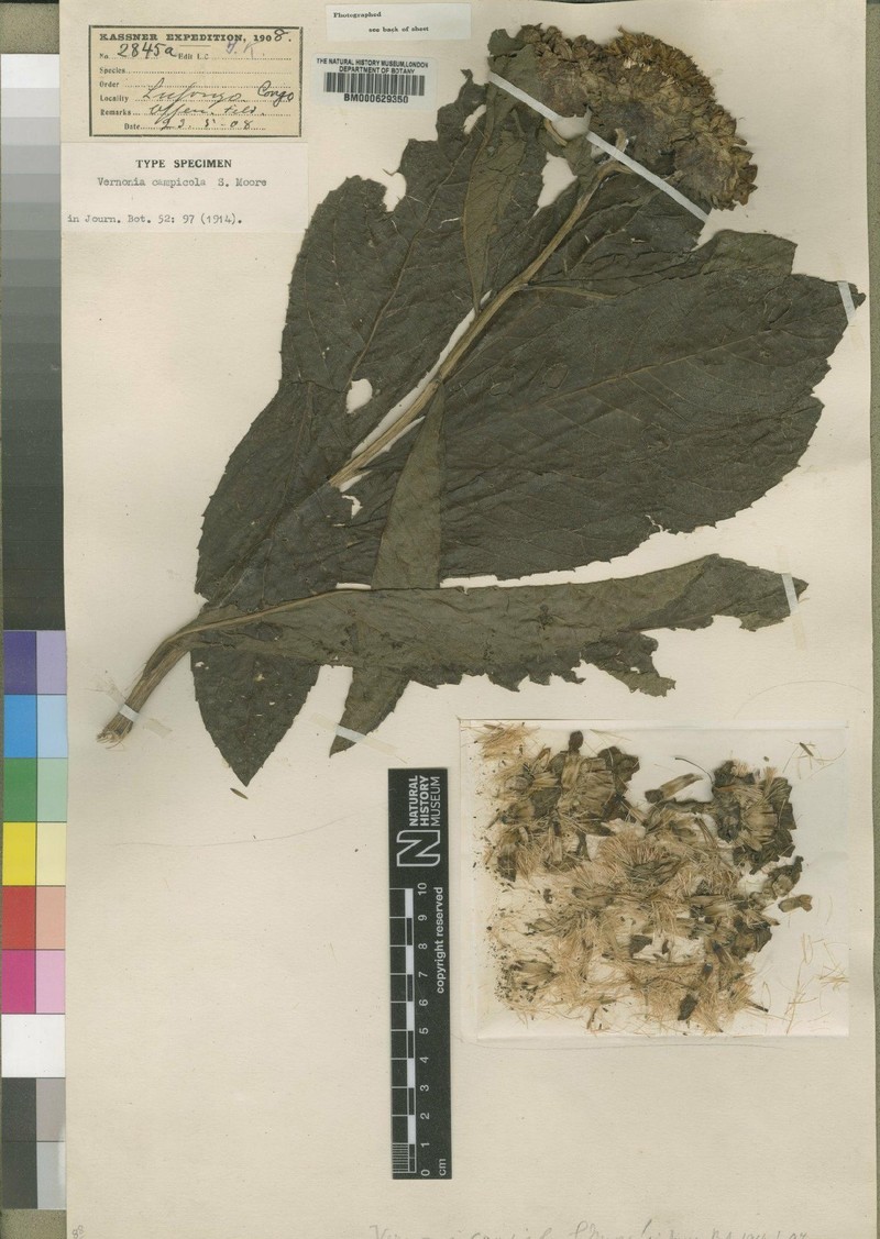Vernonia campicola