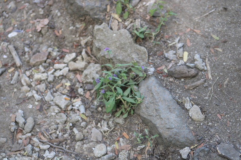 Vernonia capituliflora