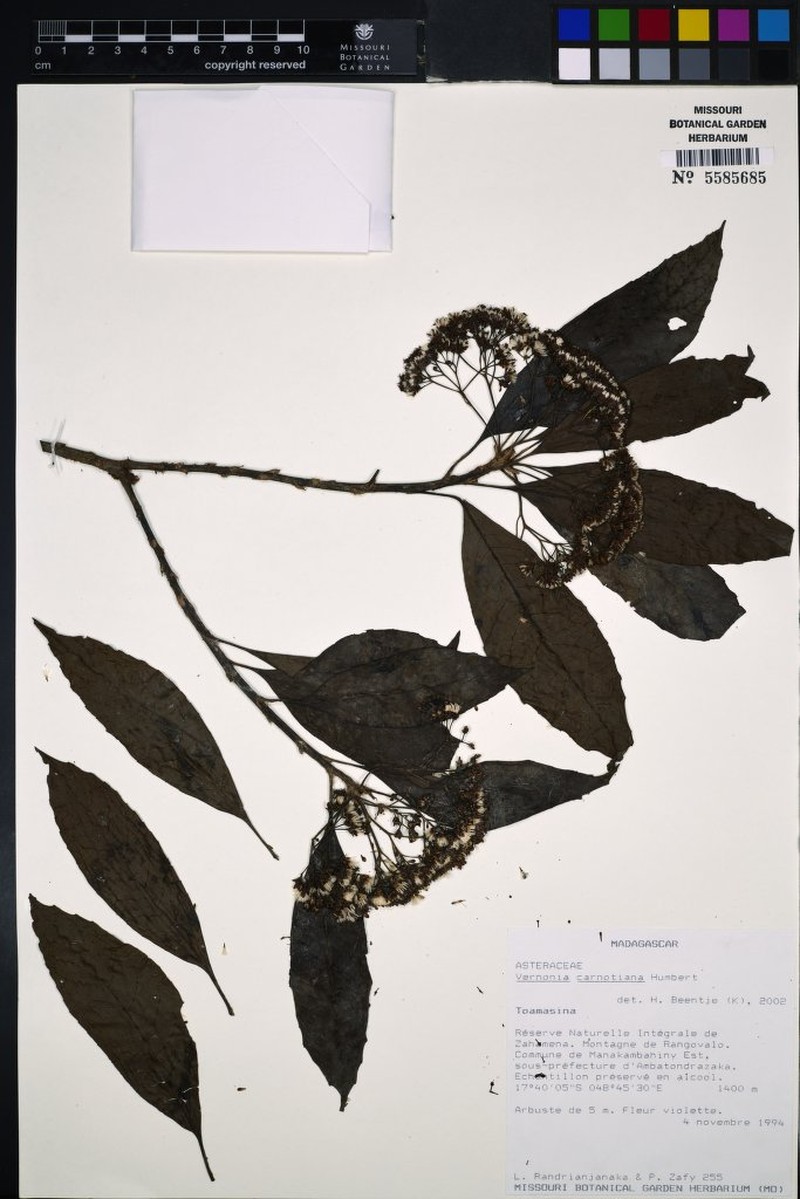 Vernonia carnotiana