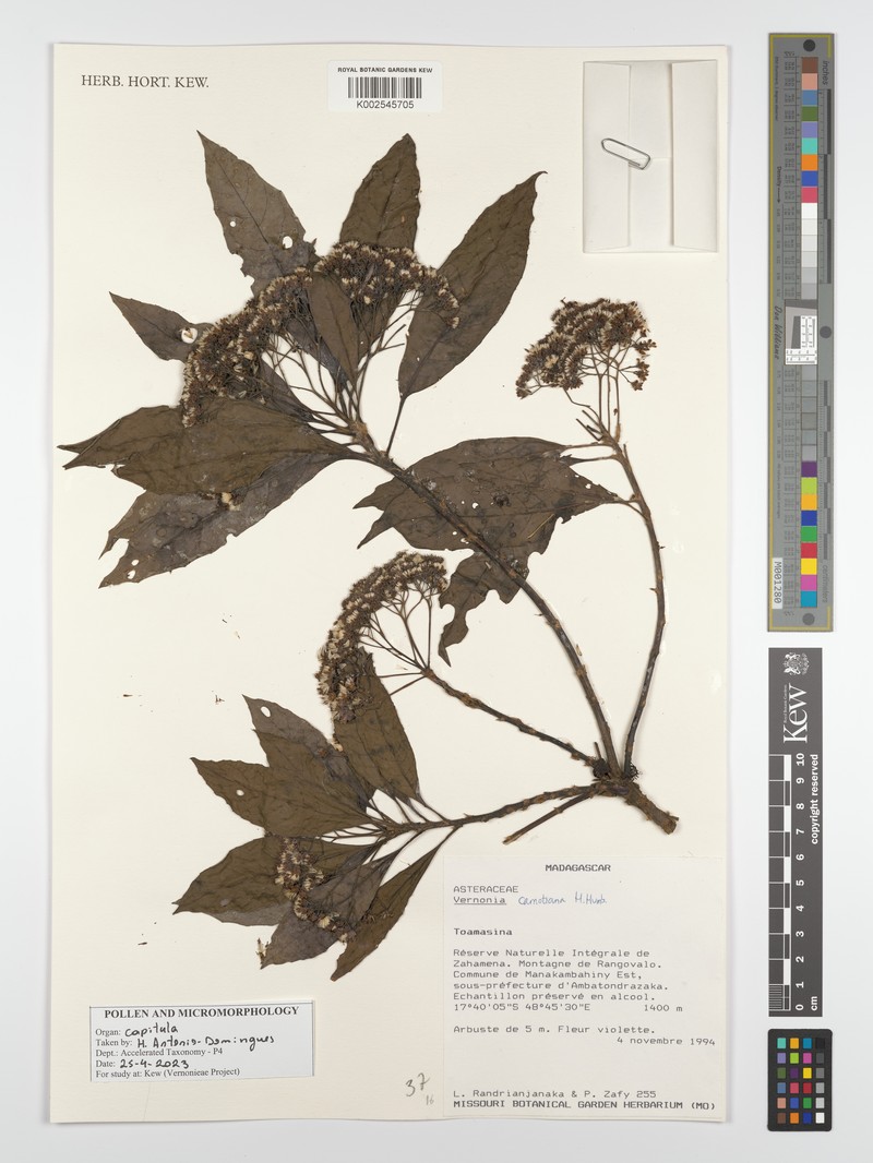 Vernonia carnotiana photo 2