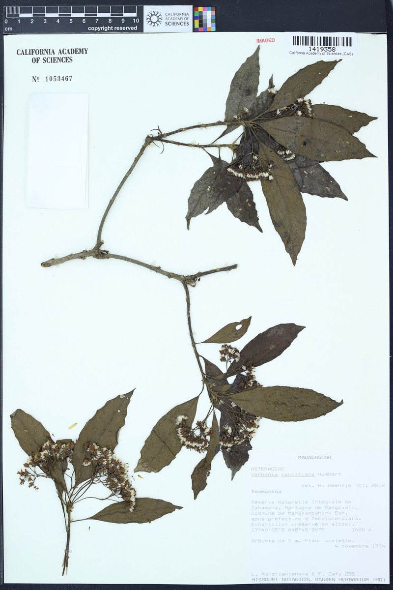 Vernonia carnotiana photo 3