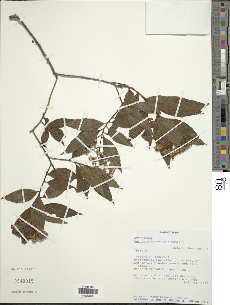 Vernonia carnotiana photo 4