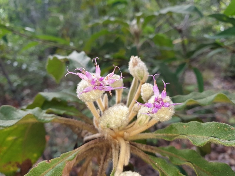 Vernonia cephalophora