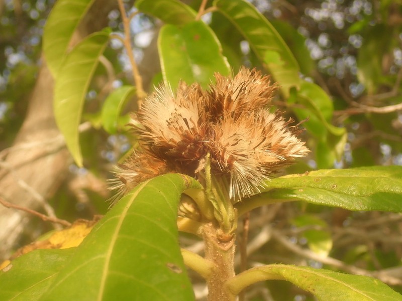 Vernonia cephalophora photo 2