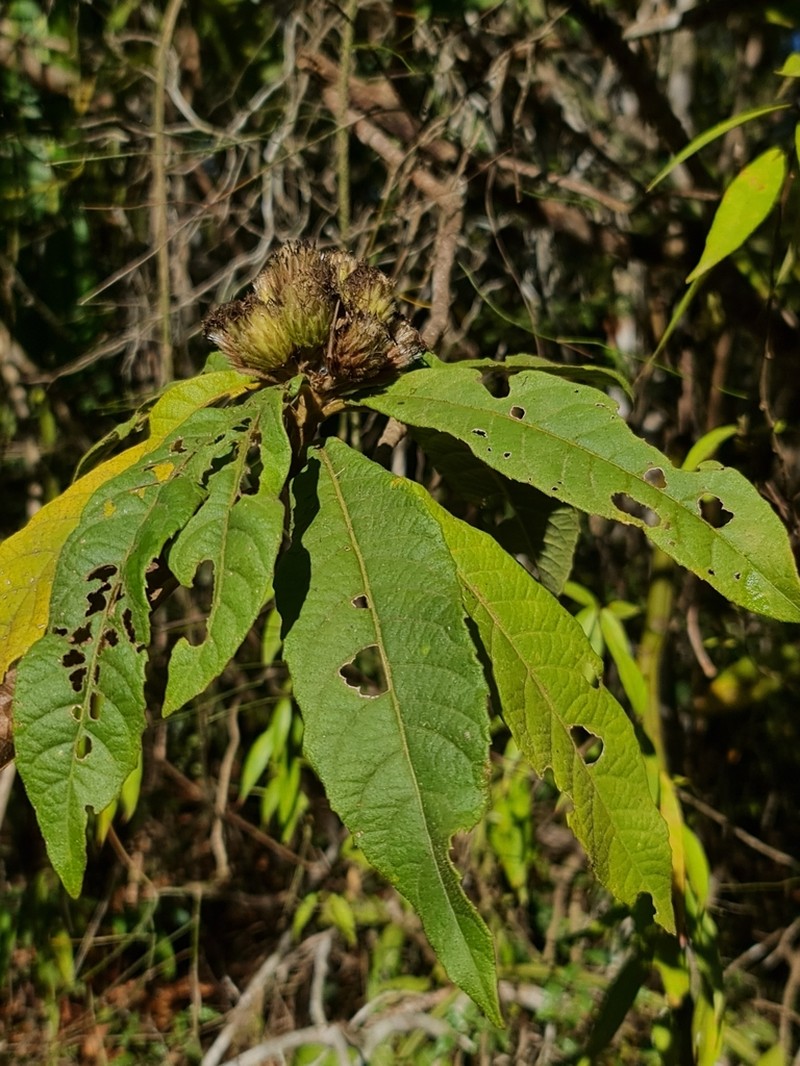 Vernonia cephalophora photo 3