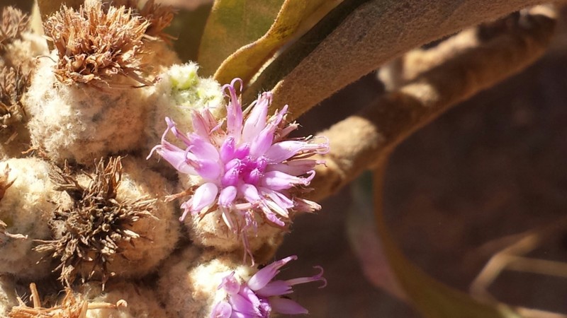 Vernonia cephalophora photo 4