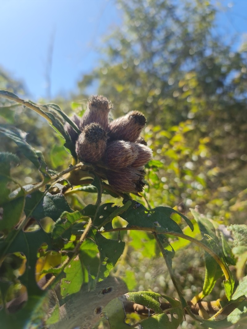 Vernonia cephalophora photo 7