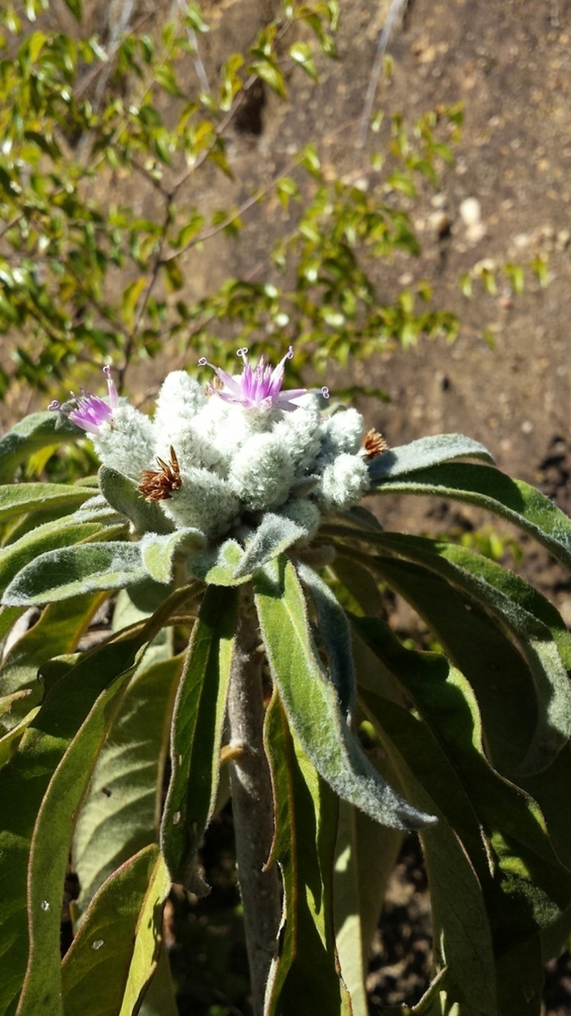 Vernonia cephalophora photo 8