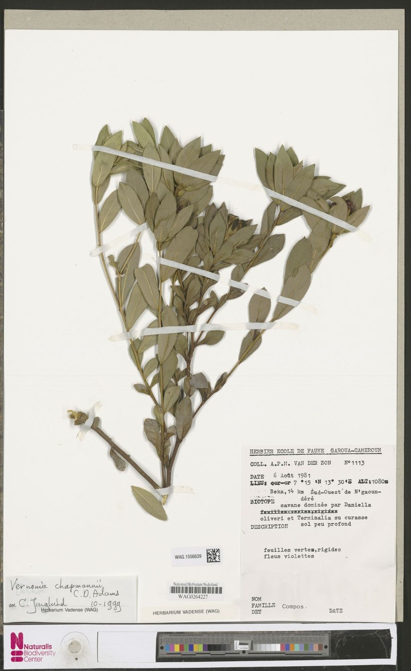 Vernonia chapmanii