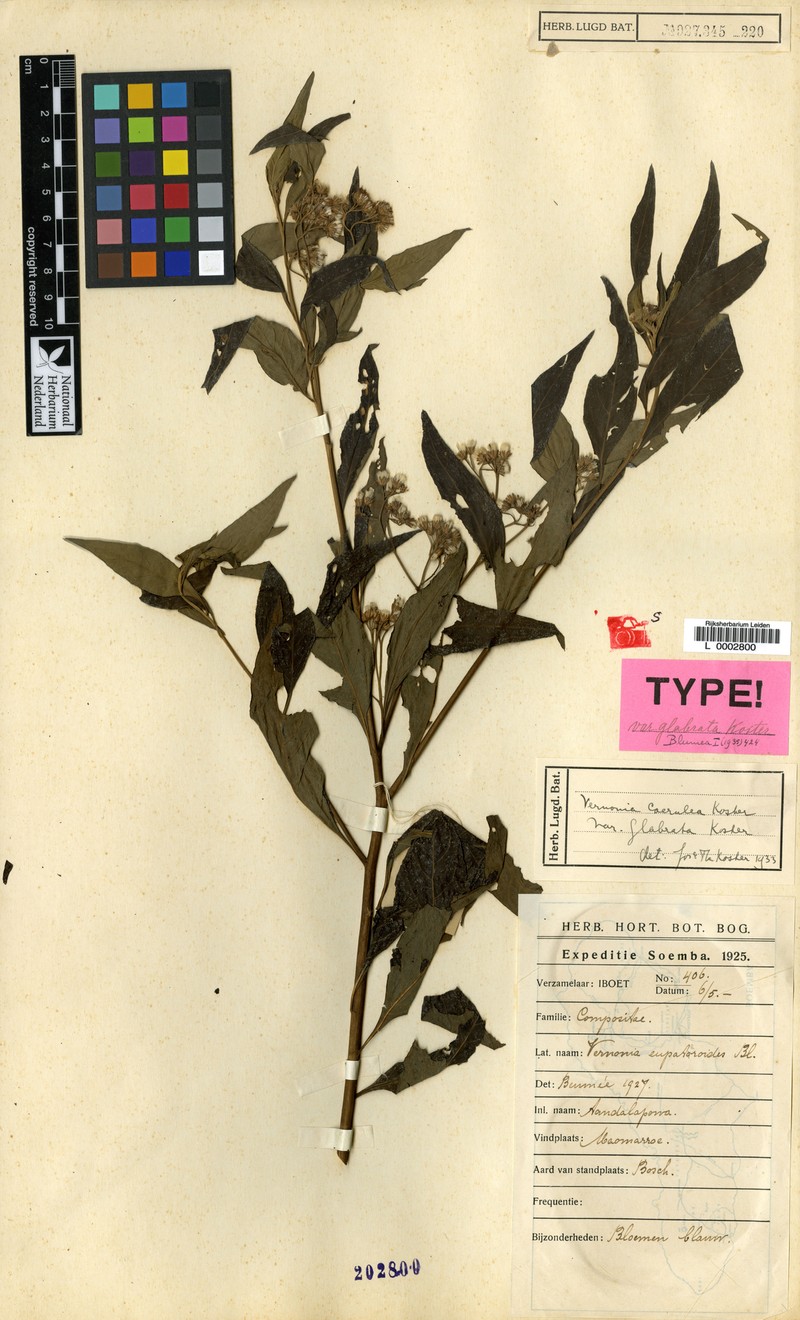 Vernonia coerulea