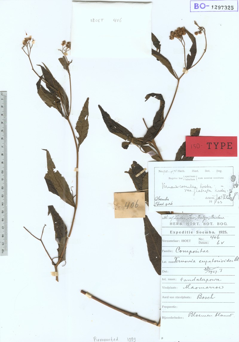 Vernonia coerulea photo 2
