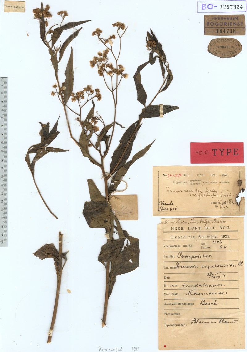 Vernonia coerulea photo 3