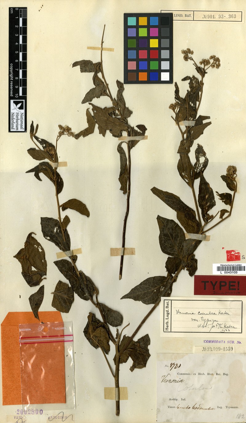 Vernonia coerulea photo 4
