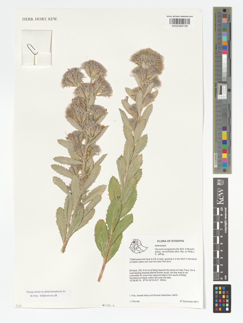 Vernonia congolensis photo 2