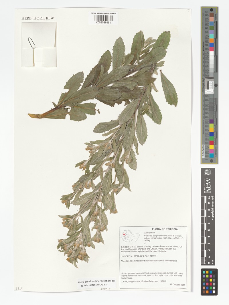Vernonia congolensis photo 3