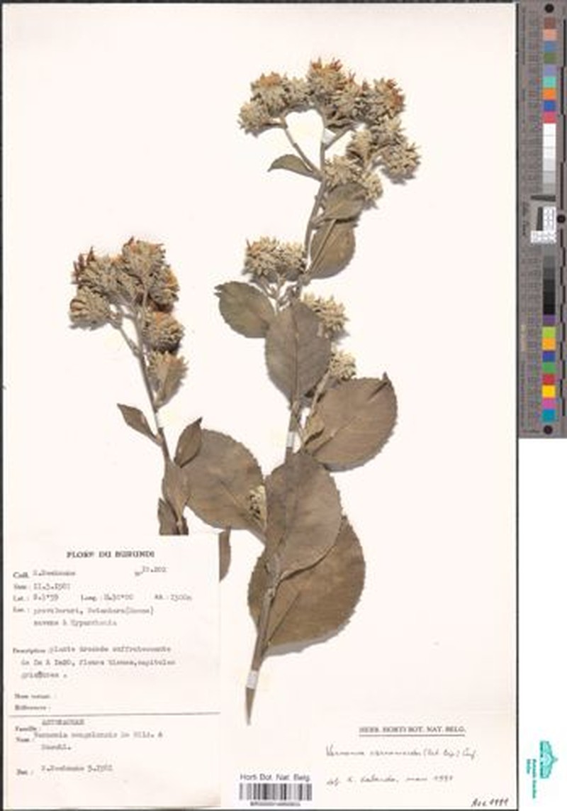 Vernonia congolensis subsp. congolensis
