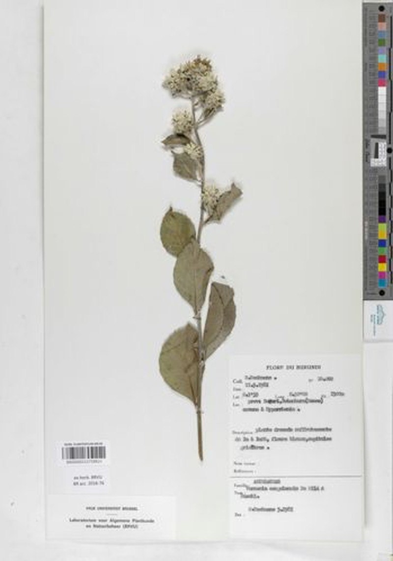 Vernonia congolensis subsp. congolensis photo 2