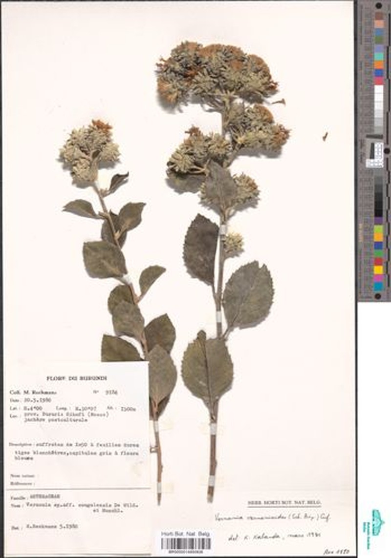 Vernonia congolensis subsp. congolensis photo 3