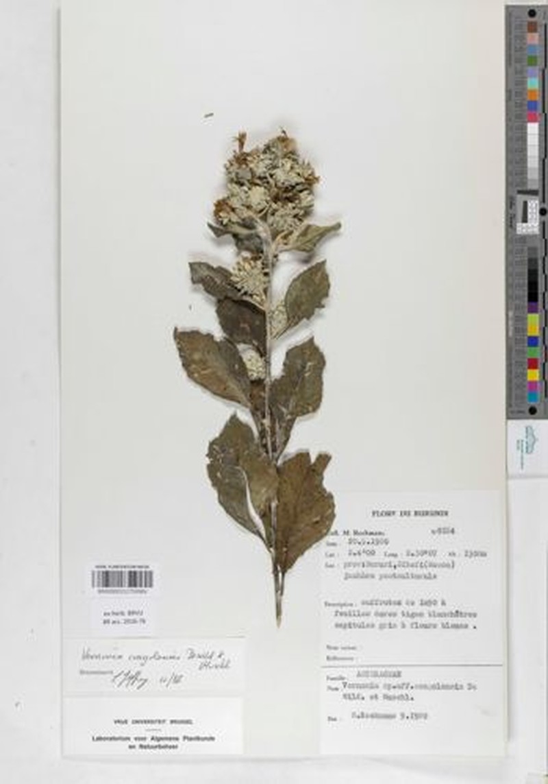 Vernonia congolensis subsp. congolensis photo 4