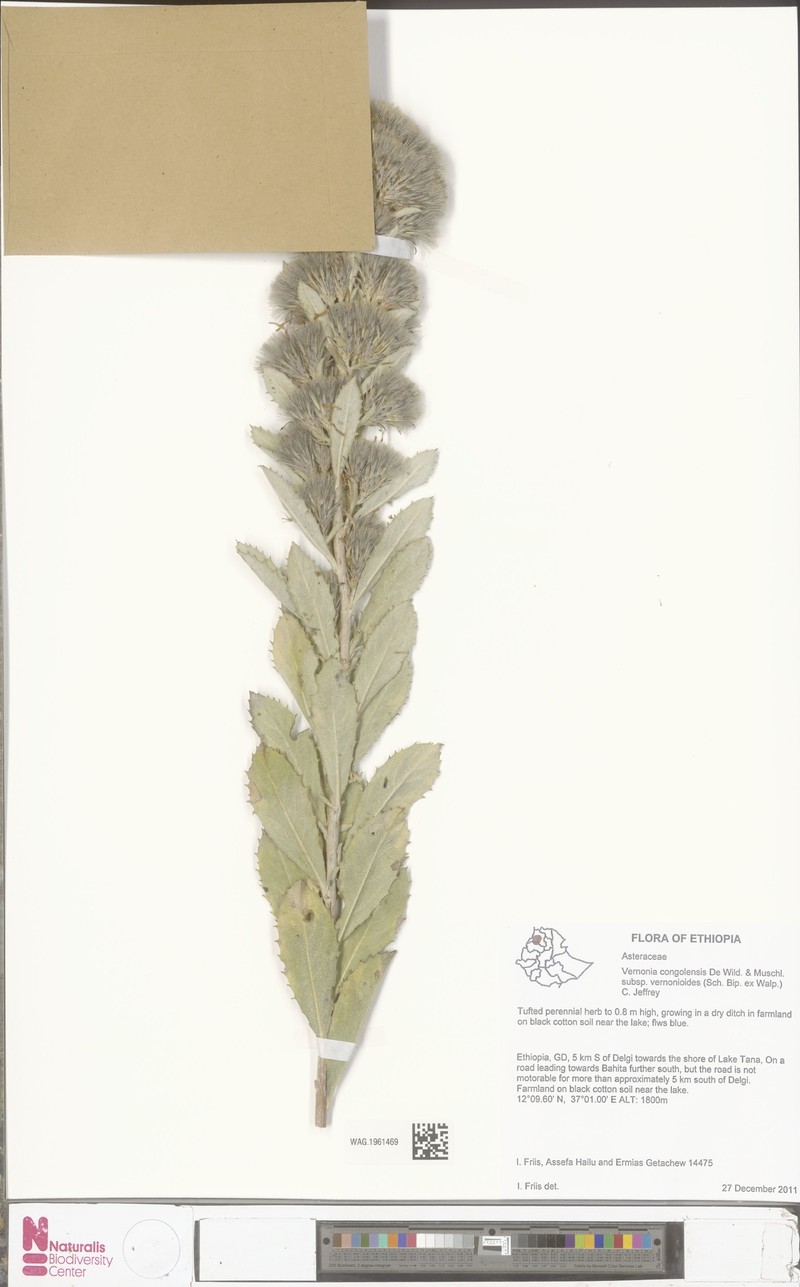 Vernonia congolensis subsp. vernonioides