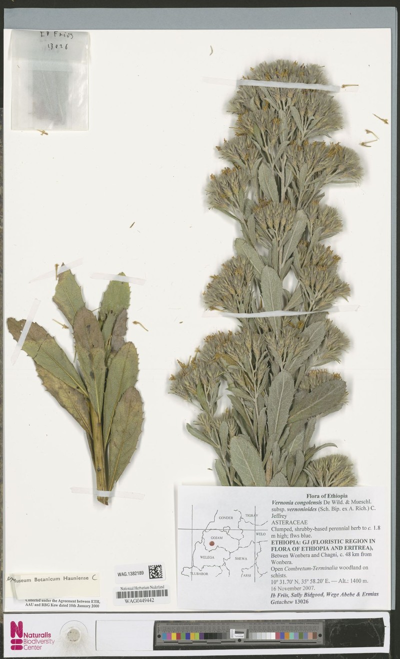 Vernonia congolensis subsp. vernonioides photo 2
