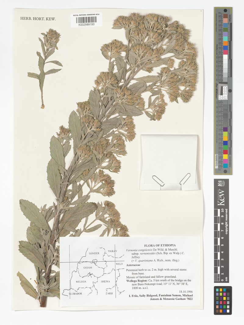 Vernonia congolensis subsp. vernonioides photo 3