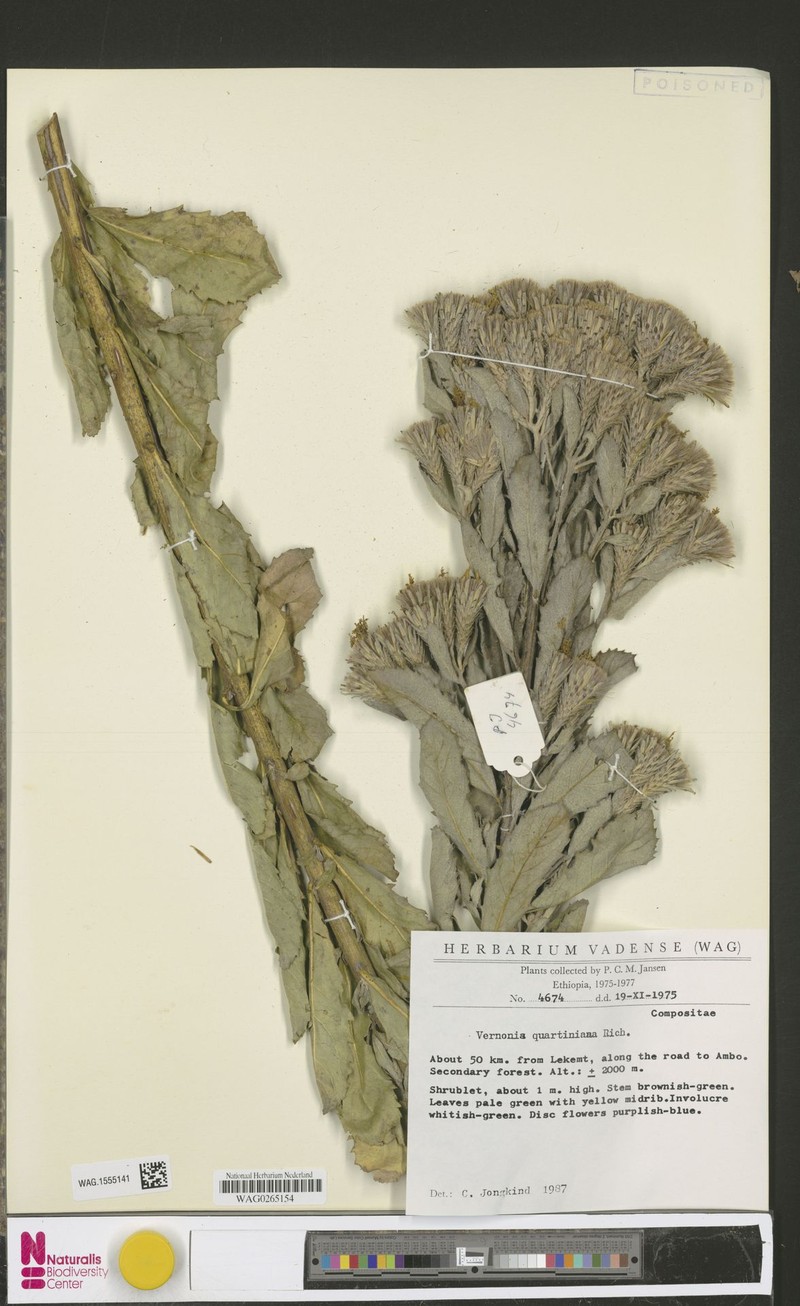 Vernonia congolensis subsp. vernonioides photo 4