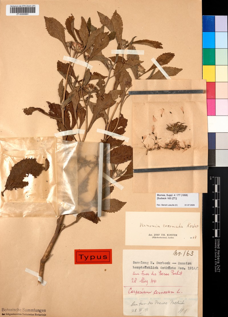 Vernonia coronata