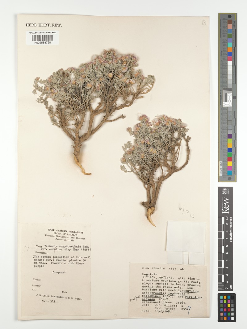 Vernonia cryptocephala
