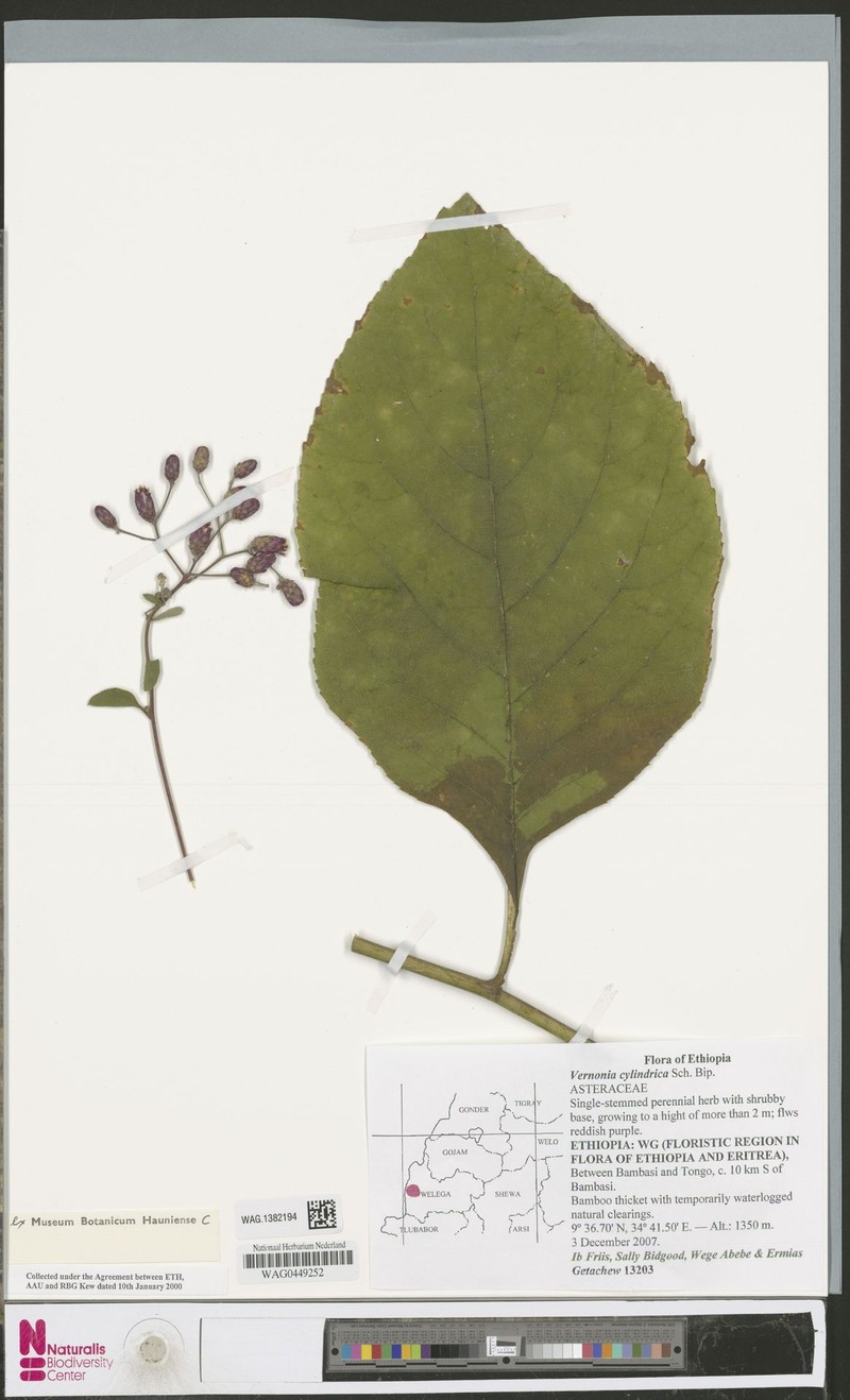 Vernonia cylindrica