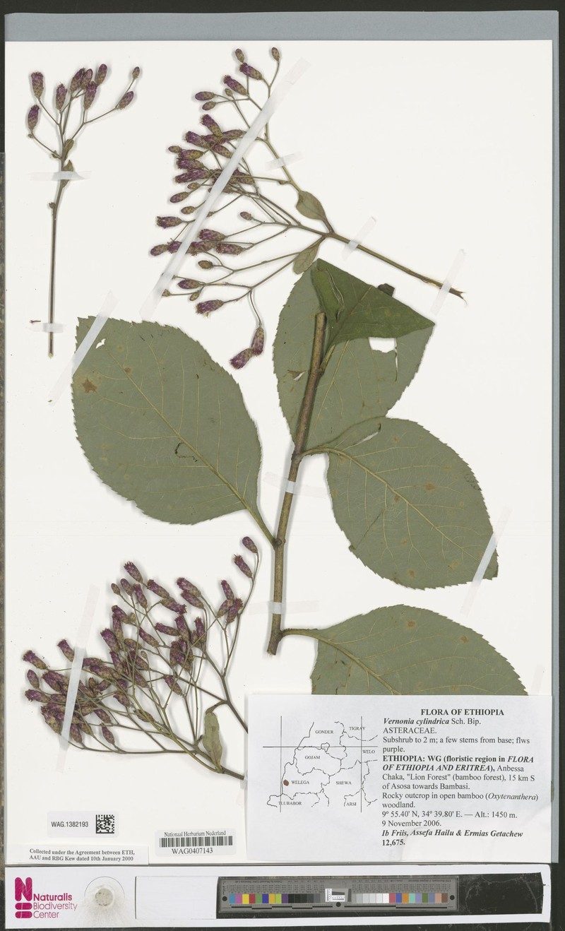 Vernonia cylindrica photo 2