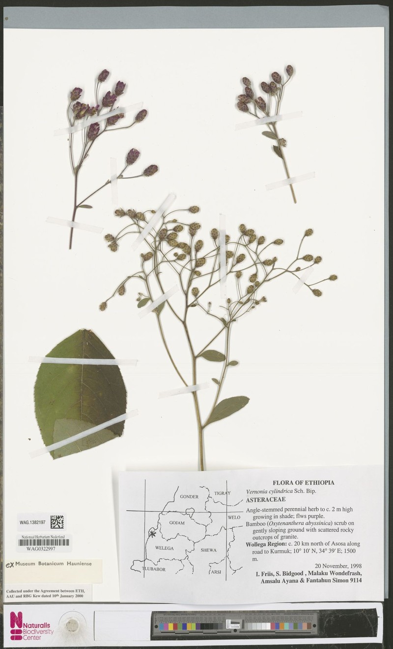 Vernonia cylindrica photo 3