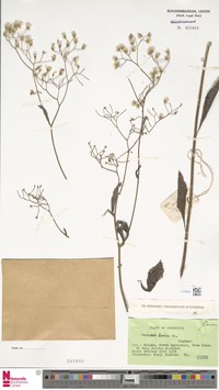 Vernonia cymosa