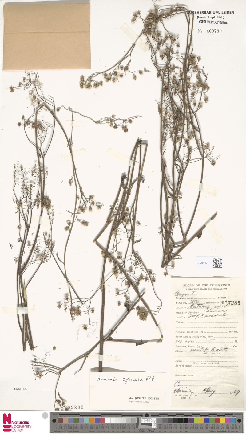 Vernonia cymosa photo 2
