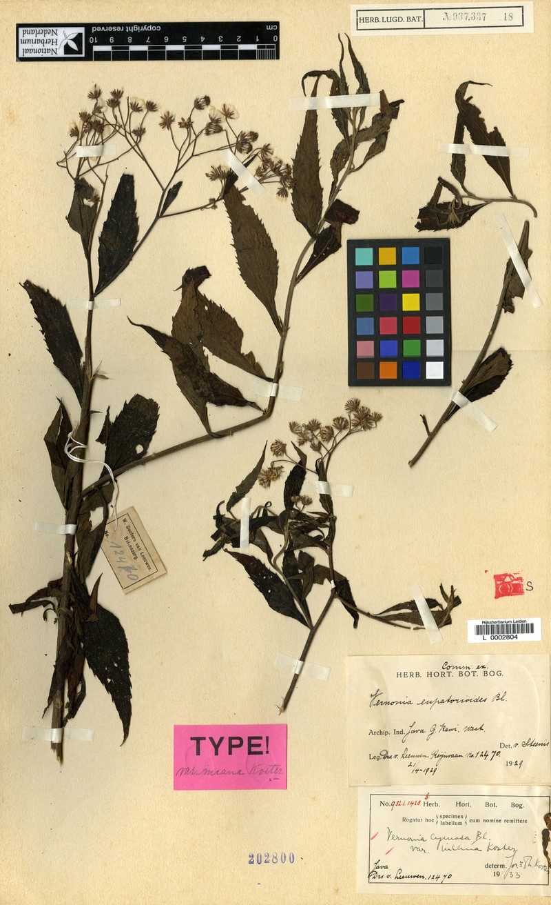 Vernonia cymosa photo 3