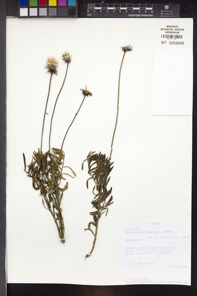 Vernonia daphnifolia photo 2