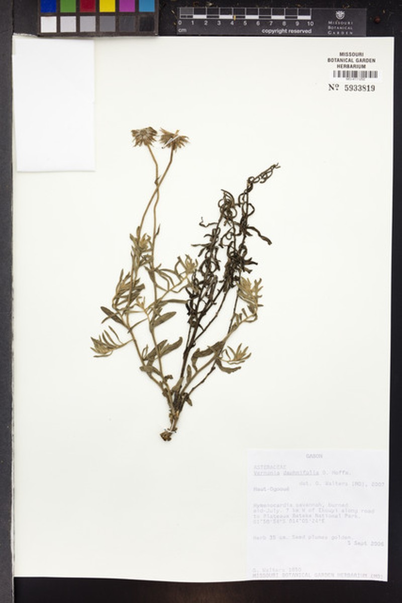 Vernonia daphnifolia photo 3