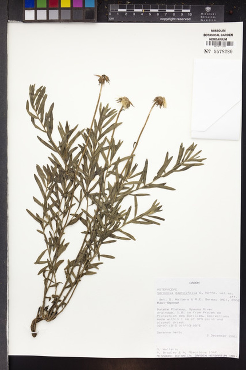 Vernonia daphnifolia photo 4