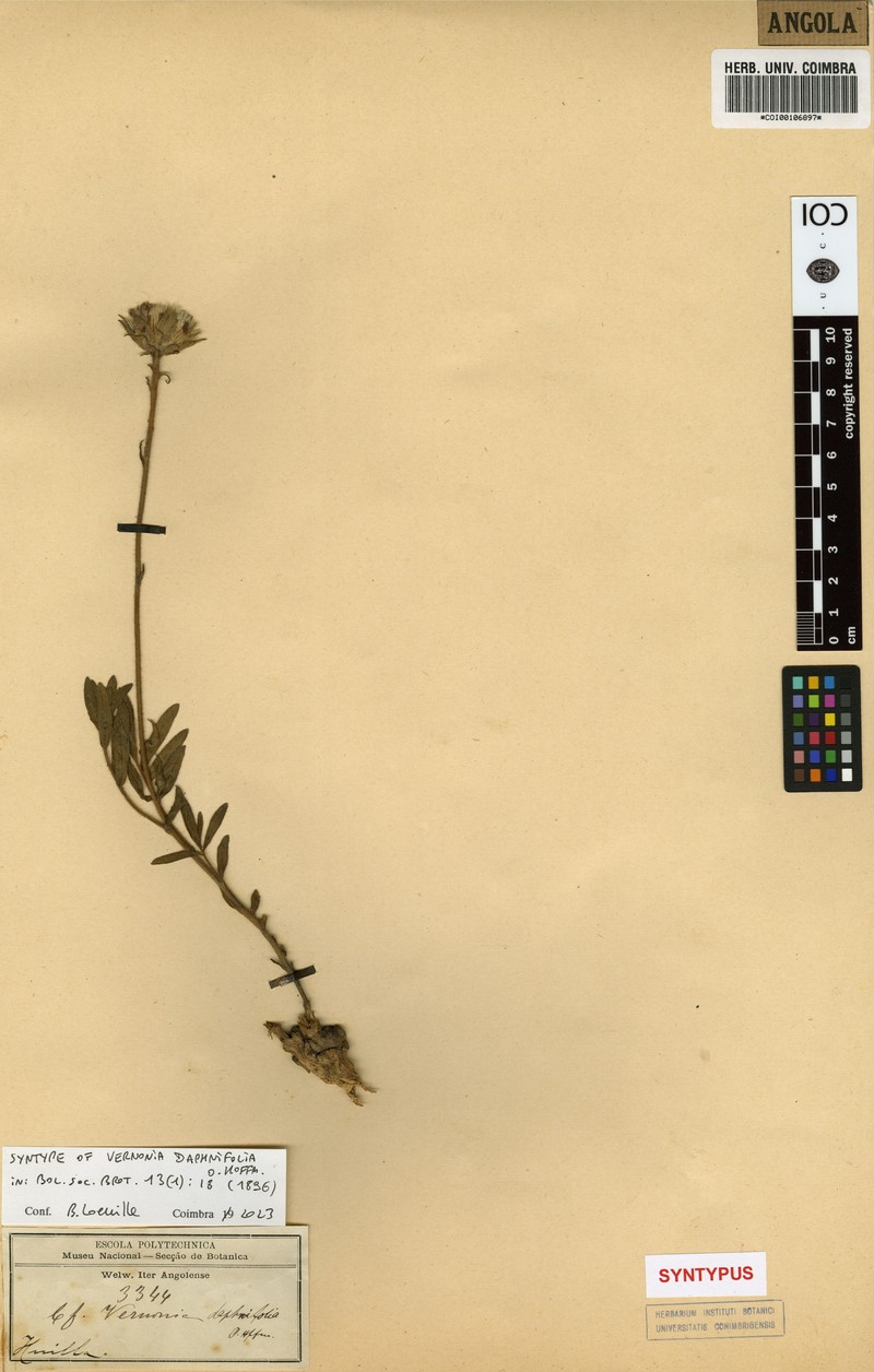 Vernonia daphnifolia
