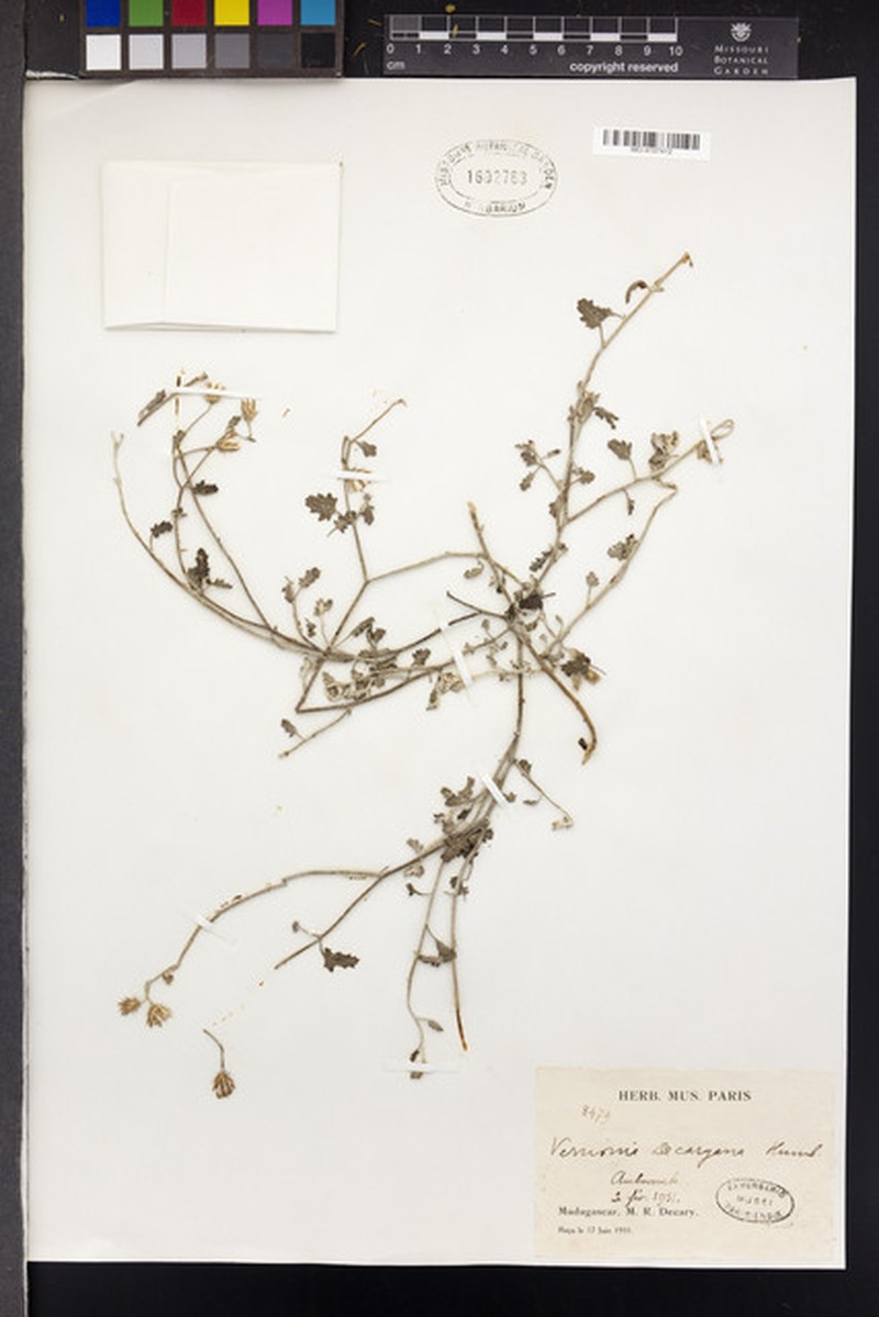 Vernonia decaryana