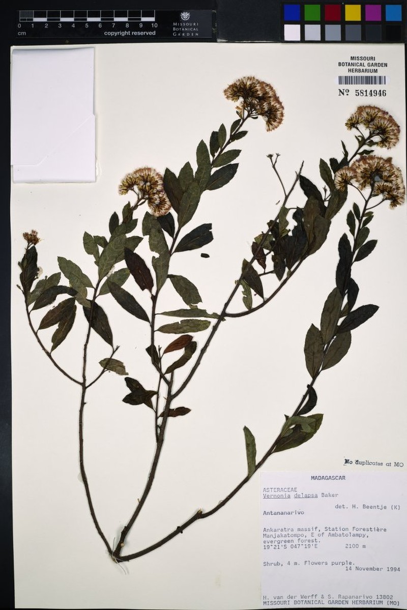 Vernonia delapsa