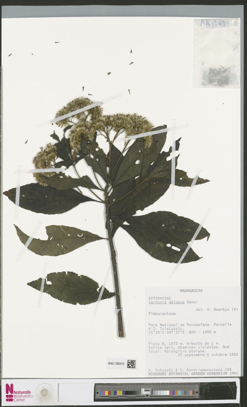Vernonia delapsa photo 3