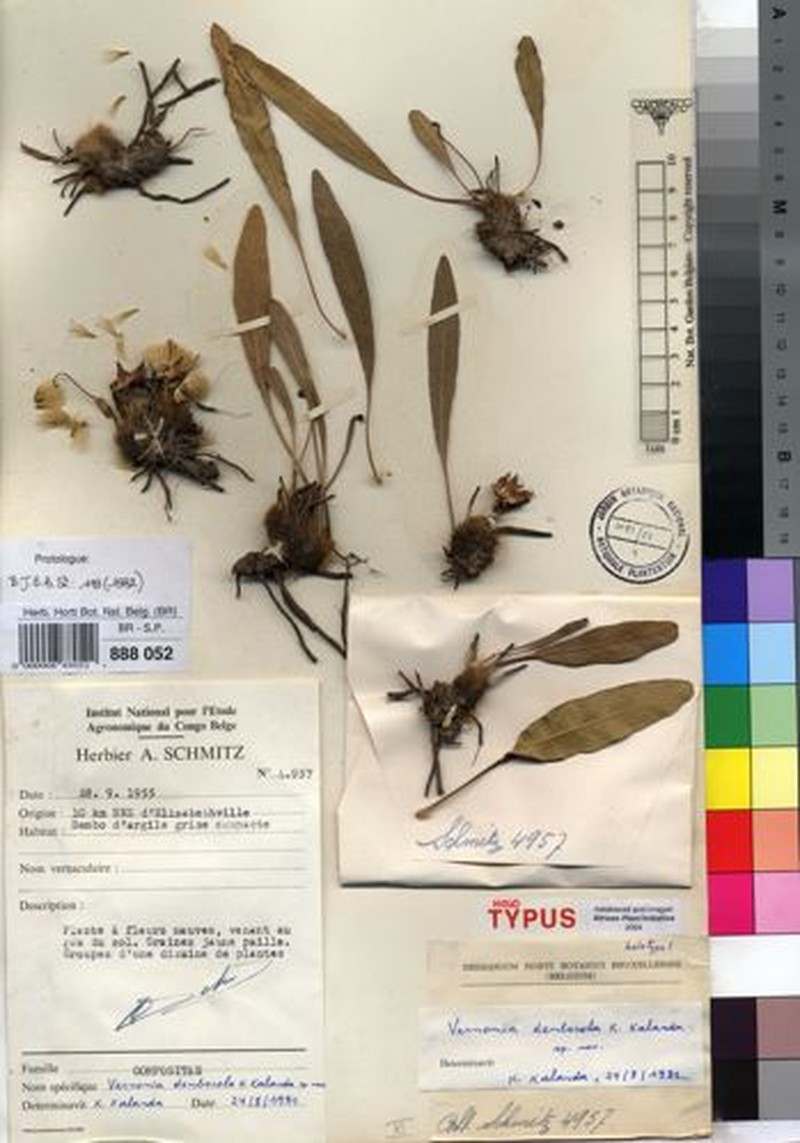 Vernonia dembocola photo 2