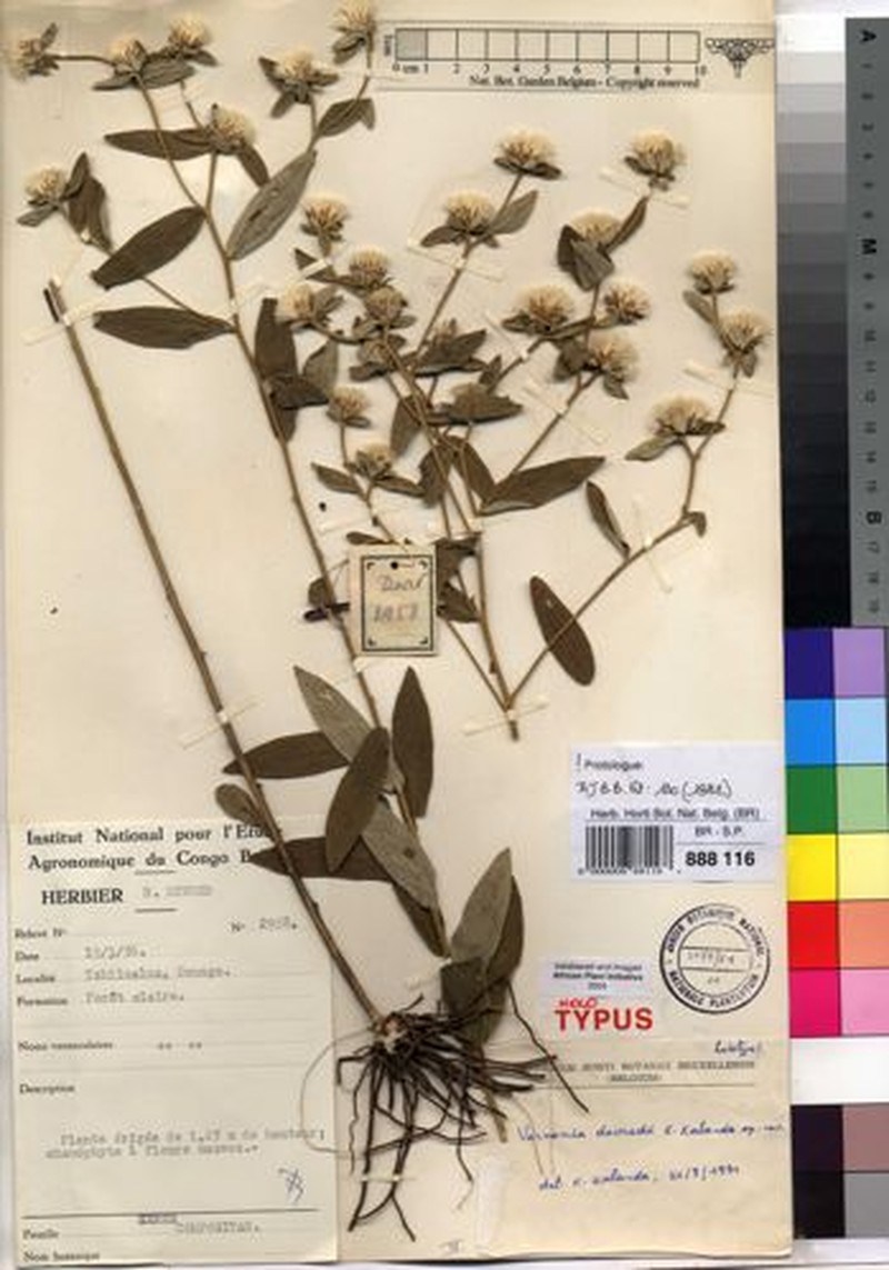Vernonia devredii