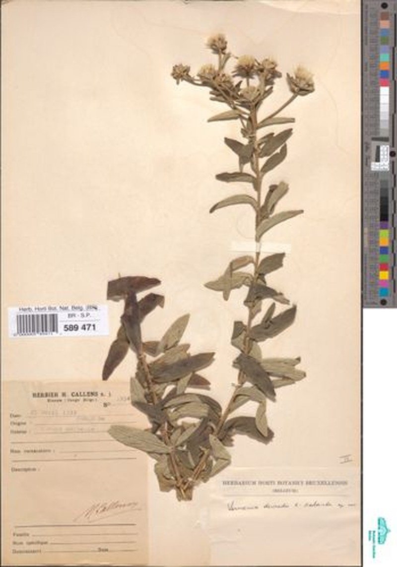 Vernonia devredii photo 2
