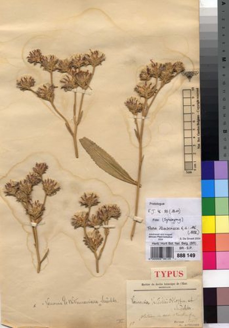 Vernonia dewildemaniana
