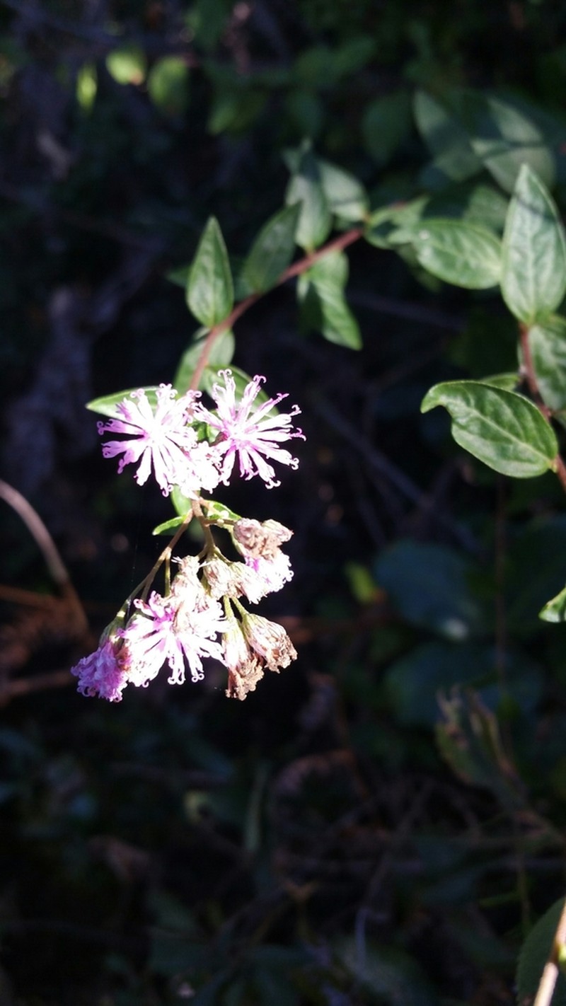 Vernonia diversifolia photo 3