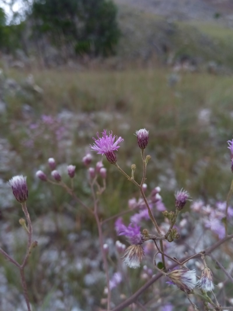 Vernonia diversifolia photo 4